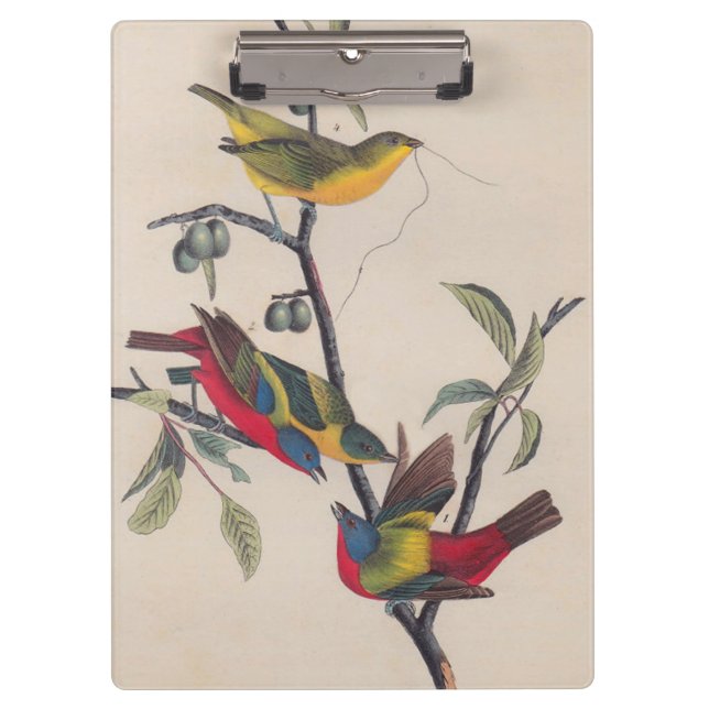 Audubon Painted Bunting Bird Wildlife Klemmbrett (Vorderseite)
