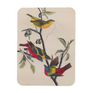 Audubon Painted Bunting Bird Wildlife Magnet