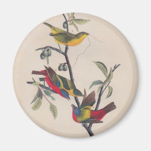Audubon Painted Bunting Bird Wildlife Magnet