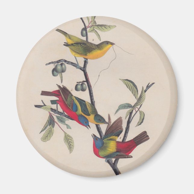 Audubon Painted Bunting Bird Wildlife Magnet (Vorne)