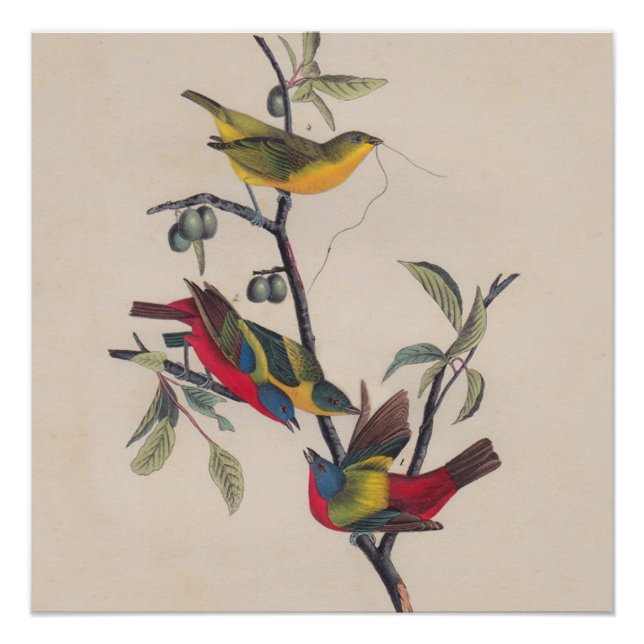 Audubon Painted Bunting Bird Wildlife Poster (Vorderseite)