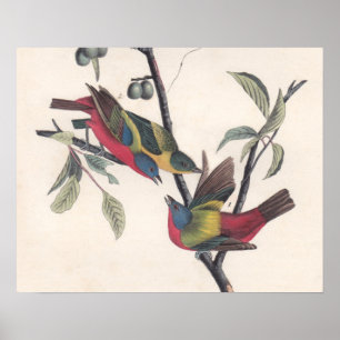Audubon Painted Bunting Bird Wildlife Poster