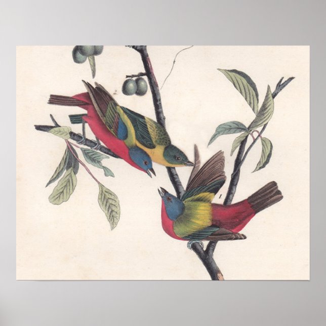 Audubon Painted Bunting Bird Wildlife Poster (Vorne)