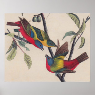 Audubon Painted Bunting Bird Wildlife Poster