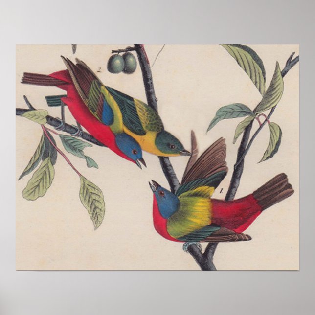 Audubon Painted Bunting Bird Wildlife Poster (Vorne)