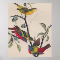Audubon Painted Bunting Bird Wildlife