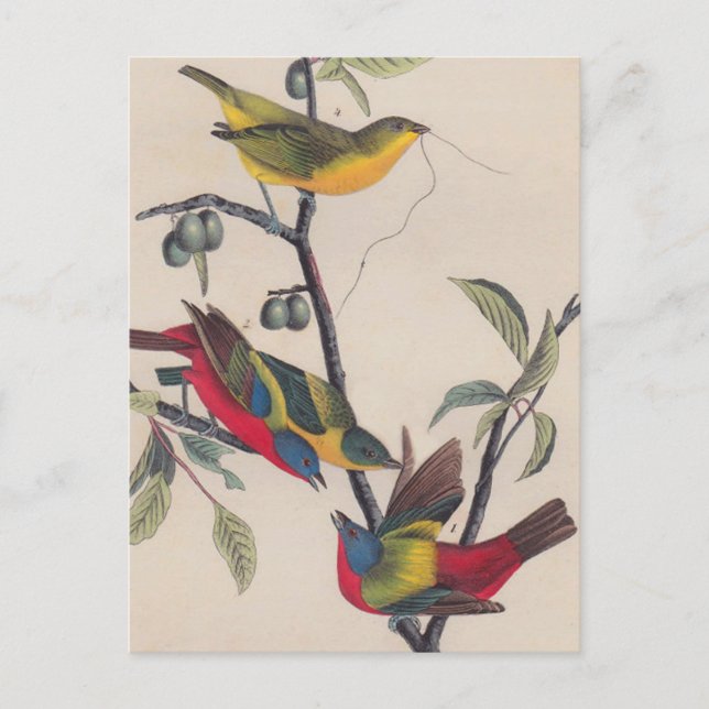 Audubon Painted Bunting Bird Wildlife Postkarte (Vorderseite)