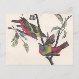 Audubon Painted Bunting Bird Wildlife Postkarte
