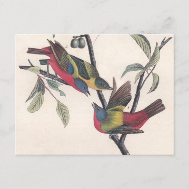 Audubon Painted Bunting Bird Wildlife Postkarte (Vorderseite)