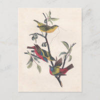 Audubon Painted Bunting Bird Wildlife