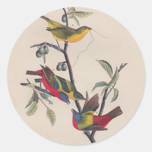 Audubon Painted Bunting Bird Wildlife Runder Aufkleber (Vorderseite)