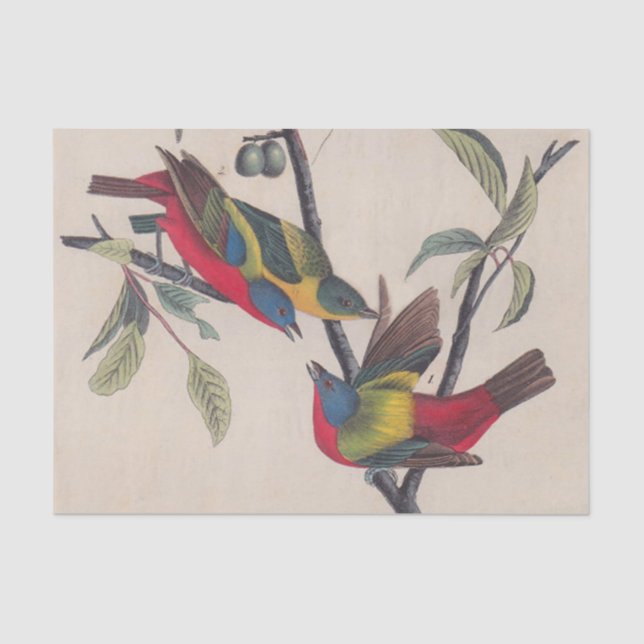 Audubon Painted Bunting Bird Wildlife Seidenpapier (Vorderseite)