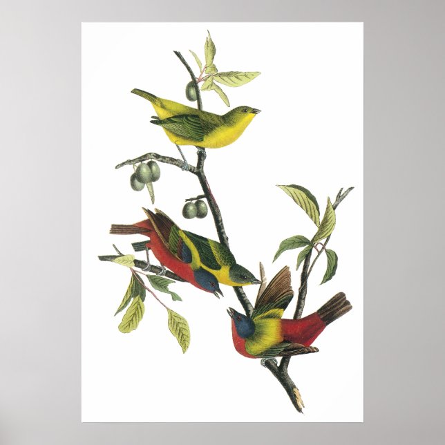 Audubon Painted Bunting Poster (Vorne)