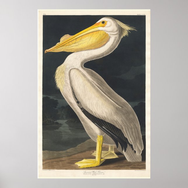Audubon Pelican Poster (Vorne)