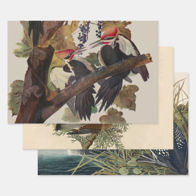 Audubon Pileated Woodpecker Bird Malerei Geschenkpapier Set (Set)
