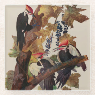 Audubon Pileated Woodpecker Bird Malerei Glasuntersetzer