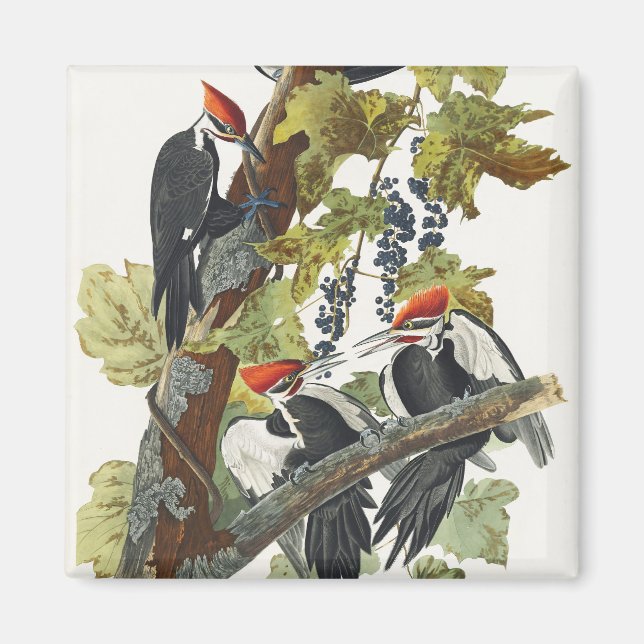 Audubon Pileated Woodpecker Bird Malerei Magnet (Vorne)