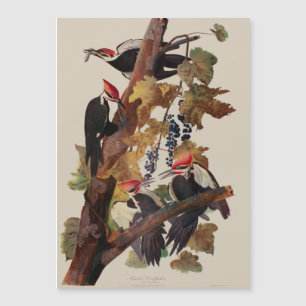 Audubon Pileated Woodpecker Bird Malerei Magnetkarte