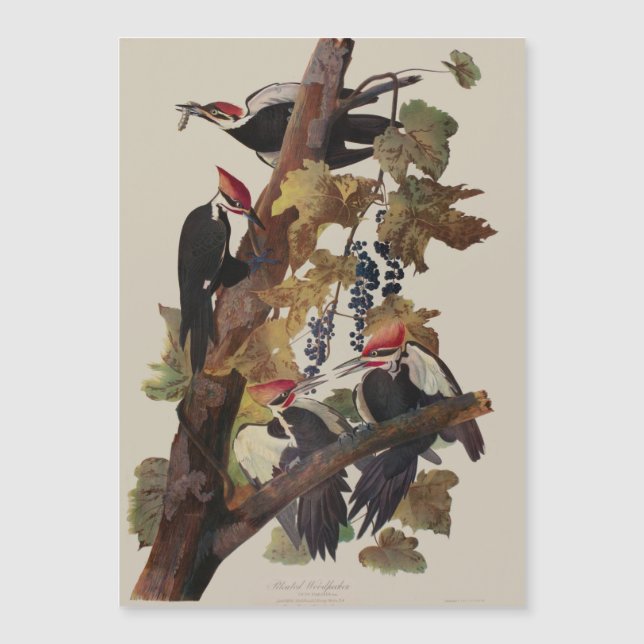 Audubon Pileated Woodpecker Bird Malerei Magnetkarte (Vorderseite)