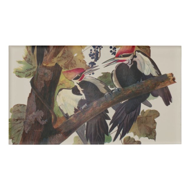 Audubon Pileated Woodpecker Bird Malerei Namenschild (Vorderseite)