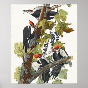Audubon Pileated Woodpecker Bird Malerei Poster