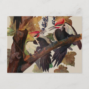 Audubon Pileated Woodpecker Bird Malerei Postkarte