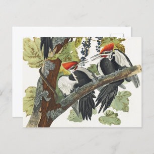Audubon Pileated Woodpecker Bird Malerei Postkarte