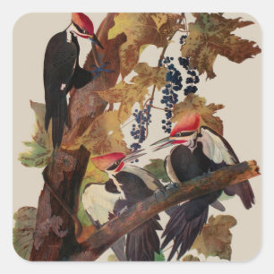 Audubon Pileated Woodpecker Bird Malerei Quadratischer Aufkleber