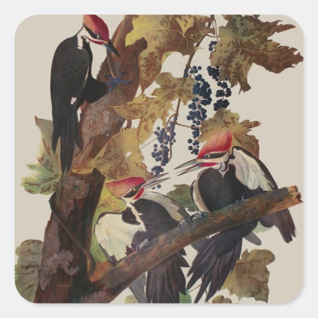 Audubon Pileated Woodpecker Bird Malerei Quadratischer Aufkleber (Vorderseite)