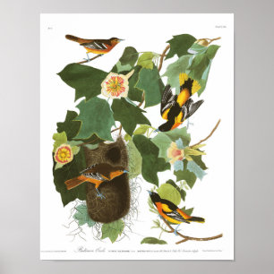 Audubon Plate 12 Baltimore Oriole Poster
