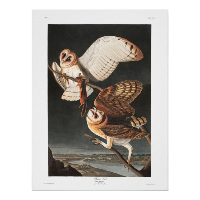 Audubon Plate 171 Barn Owl Poster (Vorderseite)