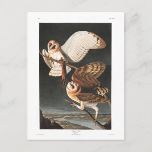 Audubon Plate 171 Barn Owl Postkarte