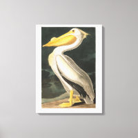 Audubon Plate 311 American White Pelican