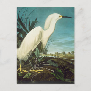 Audubon Postkarte