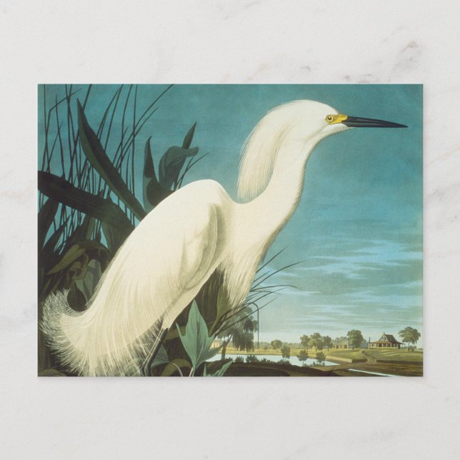 Audubon Postkarte (Vorderseite)