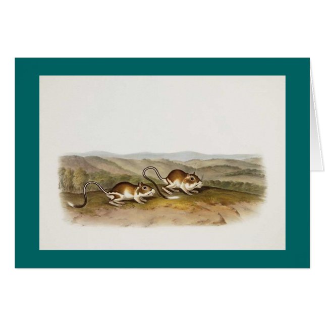 Audubon - Pouched Jerboa Maus (Vorderseite (Horizontal))