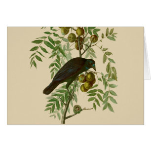 Audubon Purple Grackle Vogel Druck Vintage Botanik