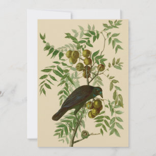 Audubon Purple Grackle Vogel Druck Vintage Botanik Einladung