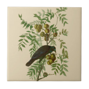 Audubon Purple Grackle Vogel Druck Vintage Botanik Fliese