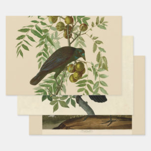Audubon Purple Grackle Vogel Druck Vintage Botanik Geschenkpapier Set
