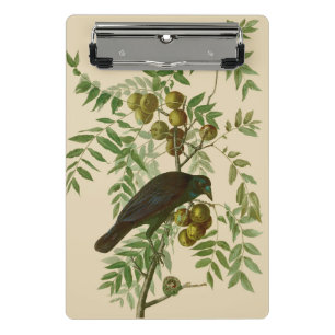 Audubon Purple Grackle Vogel Druck Vintage Botanik Mini Klemmbrett