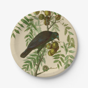 Audubon Purple Grackle Vogel Druck Vintage Botanik Pappteller