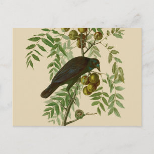 Audubon Purple Grackle Vogel Druck Vintage Botanik Postkarte