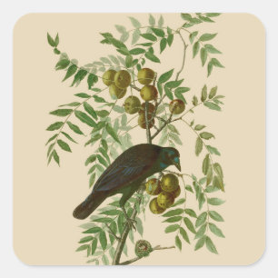 Audubon Purple Grackle Vogel Druck Vintage Botanik Quadratischer Aufkleber