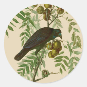 Audubon Purple Grackle Vogel Druck Vintage Botanik Runder Aufkleber