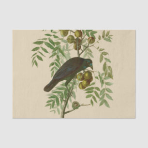 Audubon Purple Grackle Vogel Druck Vintage Botanik Seidenpapier