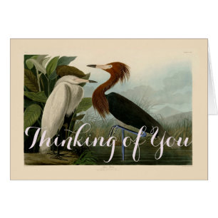 Audubon Purpurreiher Rötlicher Sichler Druck: Voge