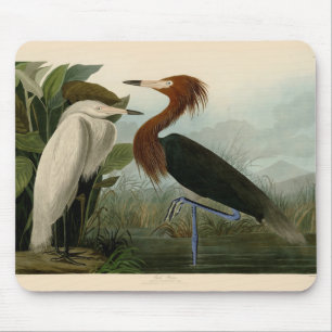 Audubon Purpurreiher Rötlicher Sichler Druck: Voge Mousepad