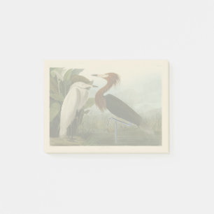 Audubon Purpurreiher Rötlicher Sichler Druck: Voge Post-it Klebezettel