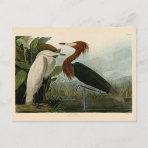 Audubon Purpurreiher Rötlicher Sichler Druck: Voge Postkarte